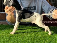 Scr li 10 numara pointer av köpekleri