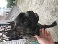 French bulldog
