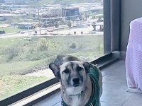 ÜCRETSİZ SAHİPLENDİRME KÖPEĞİMİZ