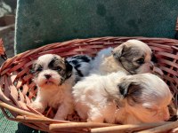 Shih tzu yavrular