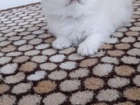 Bulut paşa british longhair