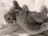 2 Aylık British Shorthair Sahiplendirme