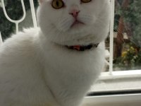 Scottish fold