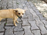 Minik dişi chihuahua
