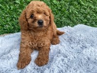 Toy poodle bebekler