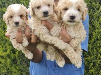 MALTİPOO ÇİFTLİKTEN BEBEKLER