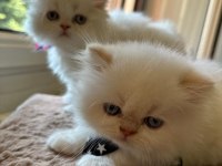 Beyaz Chinchilla