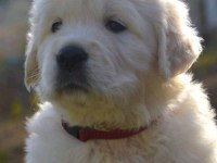Golden Retriever Yavrular İçin Ulaşabilirsiniz