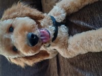 Köpeğimiz yeni yuvasını arıyor