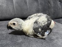 BEBEK JAKO PAPAĞANI