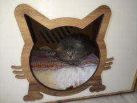 Dişi Safkan Scottish Fold