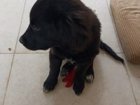 yavru köpeğimiz