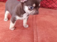 Orjinal elma kafa çikolata renk chihuahua