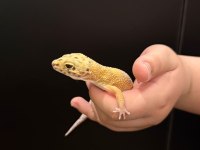 Leopard gecko