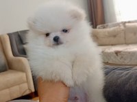 Pomeranian boo erkek yavru