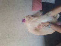 Yetişkin Bakımlı Aşılı Eğitimli Eşyalı Dişi Pomeranian