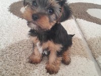 Yorkshire terrier