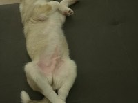 ORJİNAL ERKEK HUSKY