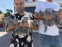 Oyuncak gibi Scottish fold yavrular renk renk Ankara