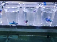 Rengarenk betta balıkları
