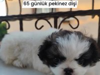 Pekinez yavrusu dişi