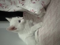 1,5 Aylık British Shorthair