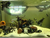 24 adet tropheus duboisi maswa