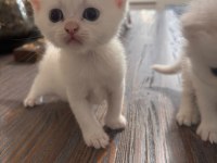 BRİTİSH PAŞALAR REZERVEYE AÇILMIŞTIR