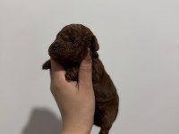 Kore Poodle