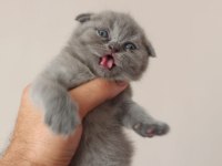Scottish Fold Yavrular