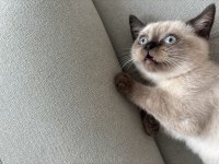 British shorthair (blue point)