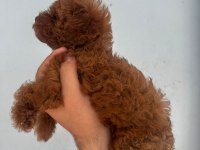 Yok böyle bir poodle