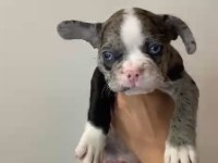 Son 2 Yavru Merle French Bulldog Yavruları