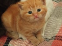 Acil sahiplendirilecektir 2 aylık eğitimli british shorthair