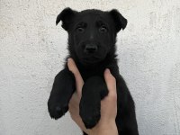 DİŞİ ALMAN KURDU YAVRULARIMIZ YENİ YUVASINI ARIYOR