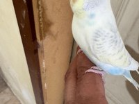 29 günlük konuşturmalık erkek bebek muhabbet kuşu