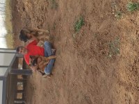 3 yaşında dişi showline alman kurdu