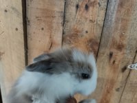 Safkan Hollanda lop tavşan yavruları