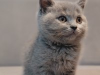 British Shorthair Erkek Yavrumuz