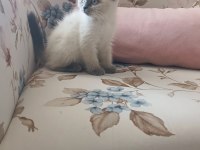 Güzel scottish fold kızımız yeni yuvasını arıyor