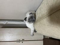 Aşıları tam scottish fold
