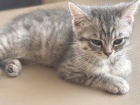Scottish Fold Mersin 2 Aylık