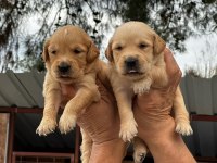 Golden Retriever yavruları