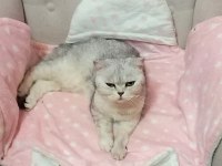 BRİTİSH KEDİSİ