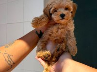 Safkan Maltipoo Yavrularımız