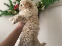 Maltipoo bebek yeni yuvasını arıyor