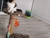 CFA KAYITLI ANNE VE BABA YAVRU KEDİMİZ