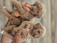 Dev poodle yavrularımız