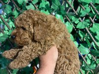 Toy poodle yavrularımız