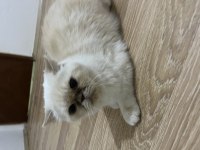 Garfield Exotic Shorthair Ücretsiz Sahiplendirilecektir
